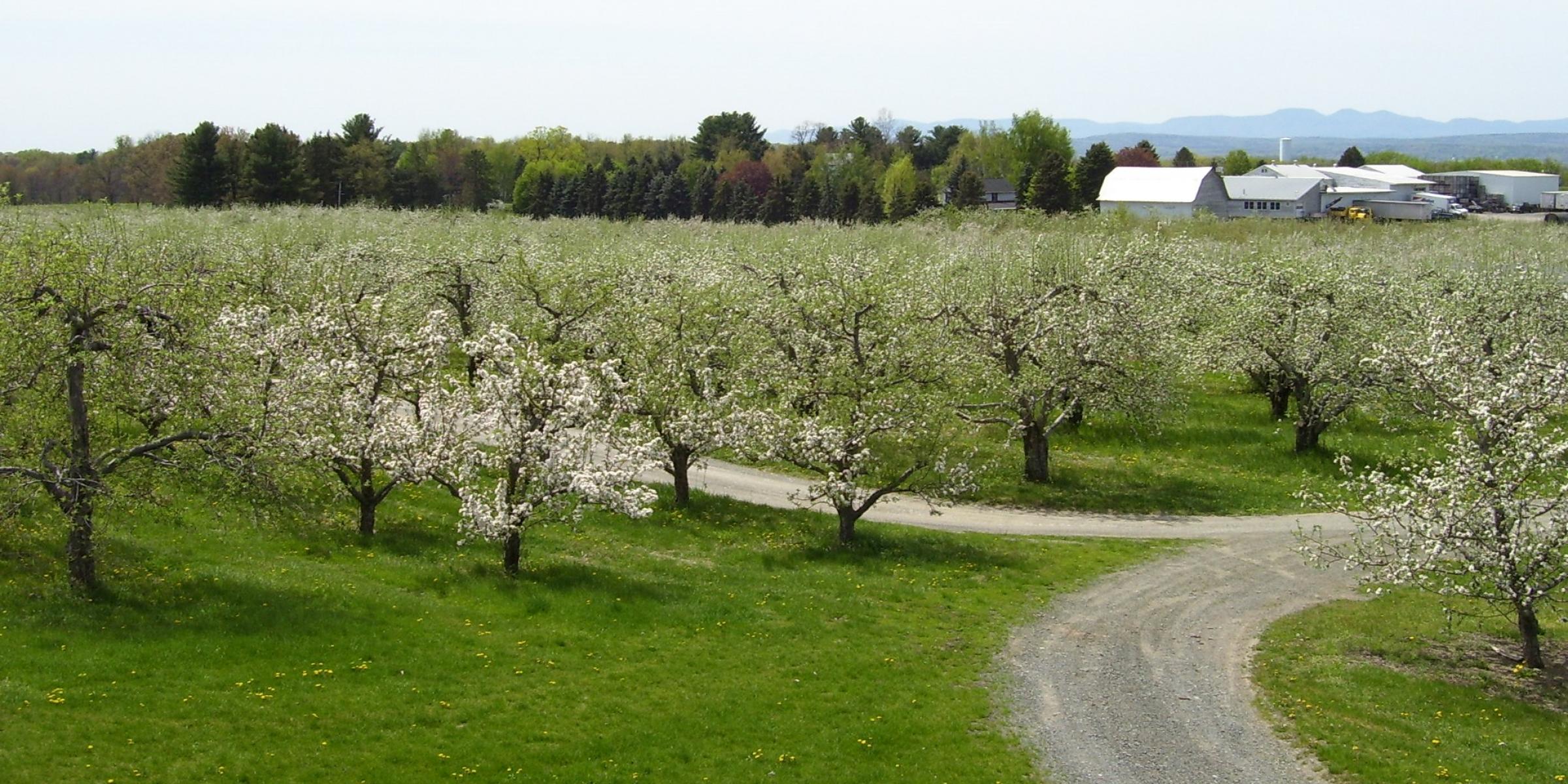 blossoms